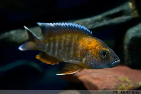 Aulonocara jacobfreibergi