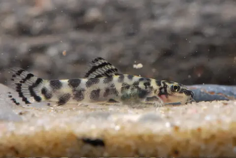 Sewellia sp. 'SEW01'