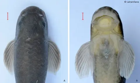 Garra dampaensis