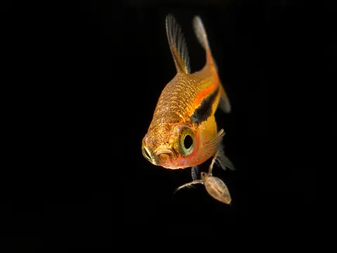 拟尾斑泰波鱼