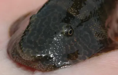 Gastromyzon extrorsus
