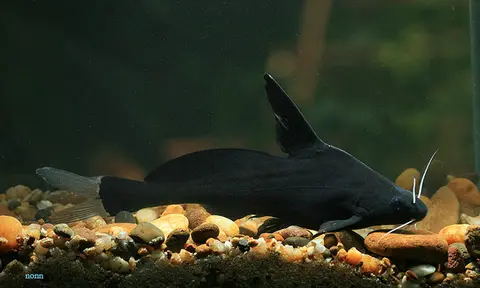 Bagrichthys majusculus
