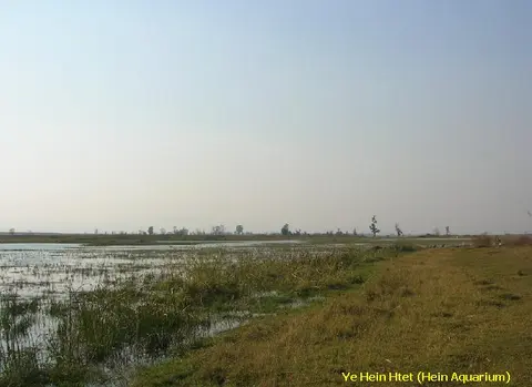 银河斑马