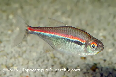 Hyphessobrycon amapaensis