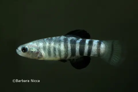 Anatolichthys transgrediens