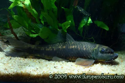 Garra bispinosa