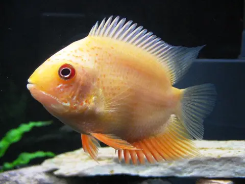 大口英丽鱼