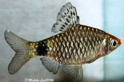 Pethia erythromycter