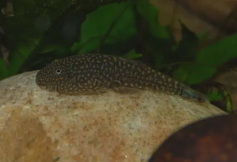 Gastromyzon stellatus