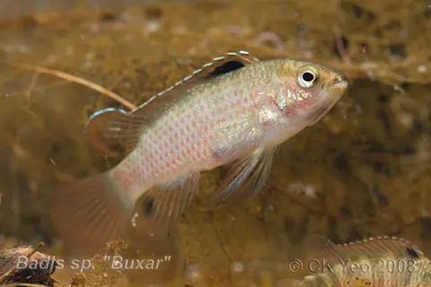 Badis sp. 'Buxar'