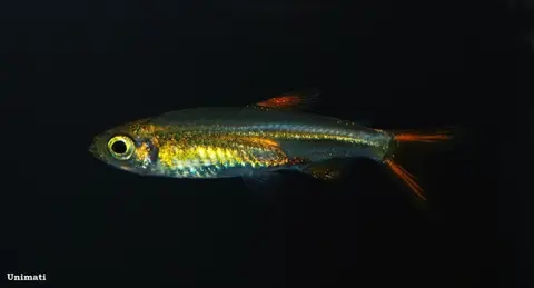 Ladigesia roloffi