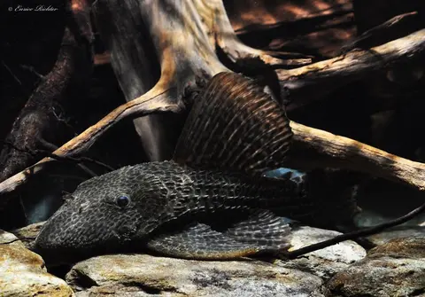 Megalancistrus sp.