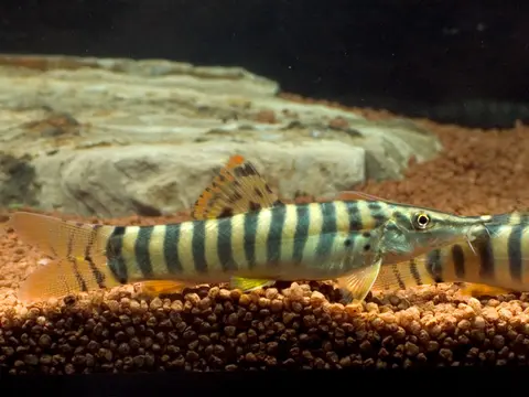 缅甸沙鳅
