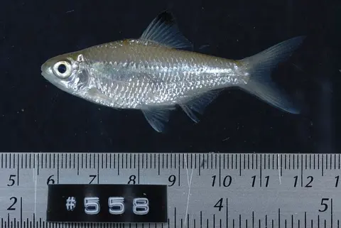 Mystacoleucus ectypus