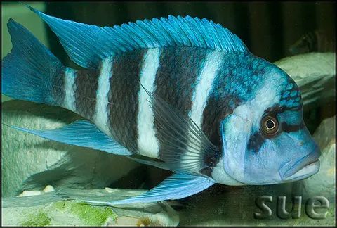 Cyphotilapia gibberosa