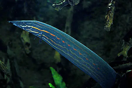 红纹刺鳅