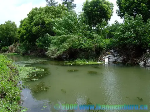 圆尾斗鱼