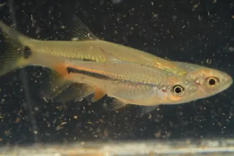 Rasbora lacrimula