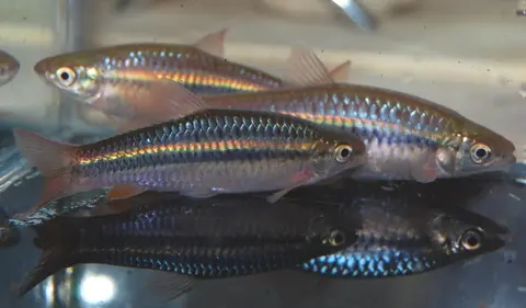 Rasbora cf. dandia