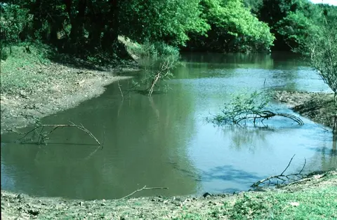 矛斑兵鲶
