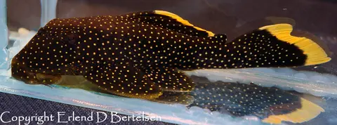 Baryancistrus sp. cf. xanthellus