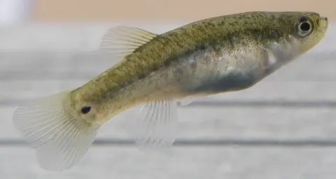 Anatolichthys villwocki