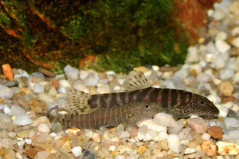 Erromyzon sp. 'ER02'