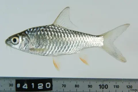 Hypsibarbus malcolmi