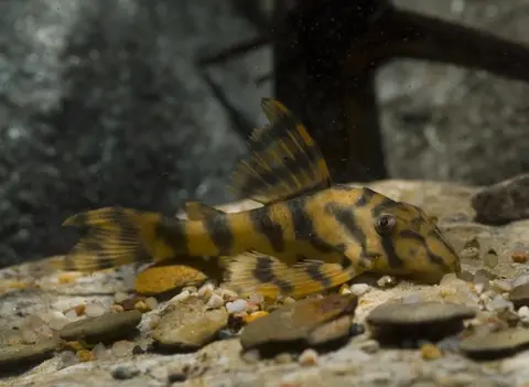 Peckoltia sp.