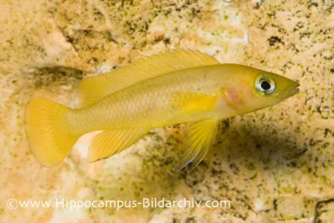 Neolamprologus leleupi