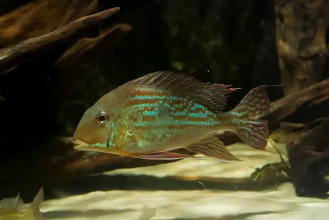 Geophagus winemilleri