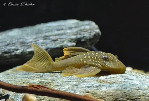 Baryancistrus demantoides
