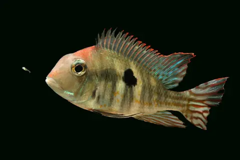 Geophagus sp. 'orange head'