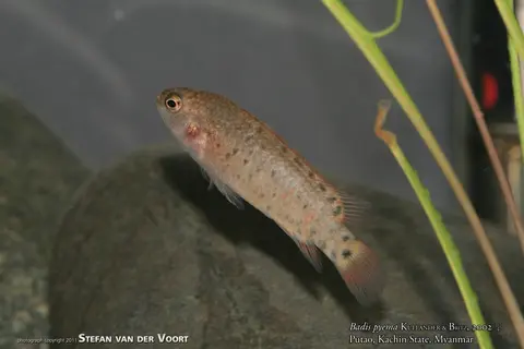 Badis pyema