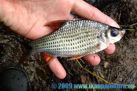 Cyclocheilichthys apogon