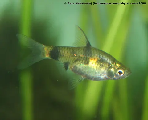 Pethia aurea