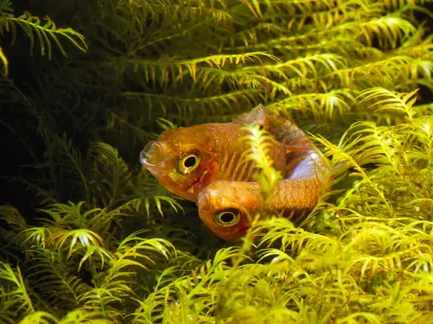 Danio erythromicron