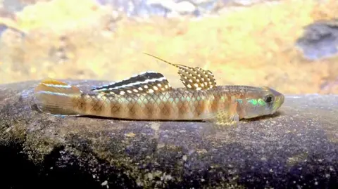浅红枝牙鰕虎鱼