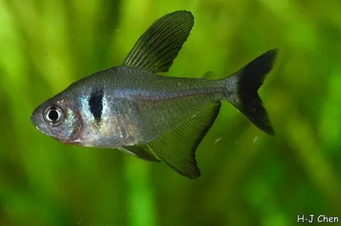 黑鳍多齿脂鲤