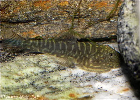 Gastromyzon zebrinus