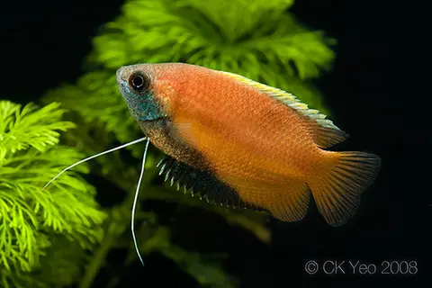 恒河毛足斗鱼