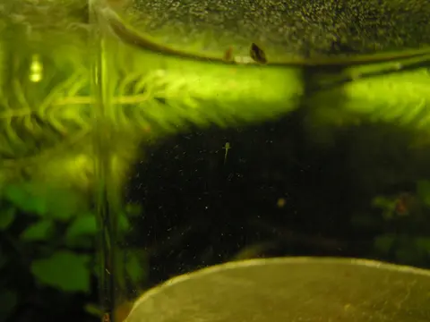思凡腹吸鳅