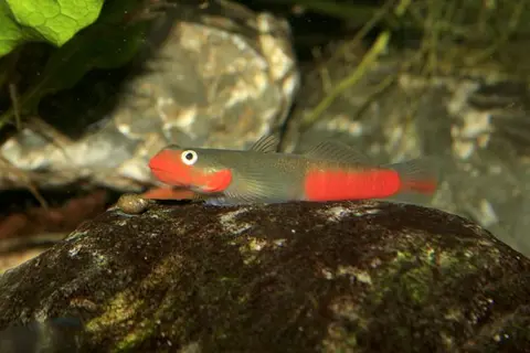 Sicyopus exallisquamulus