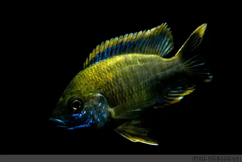 Aulonocara jacobfreibergi