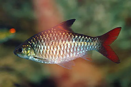 'Barbus' guirali