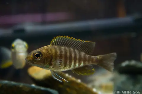 Aulonocara maylandi