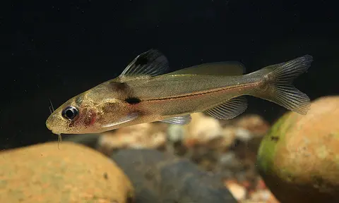 Batasio feruminatus