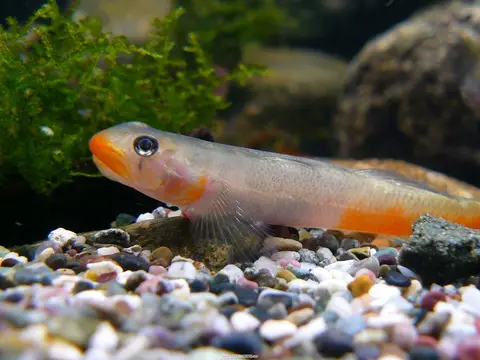 Sicyopus exallisquamulus