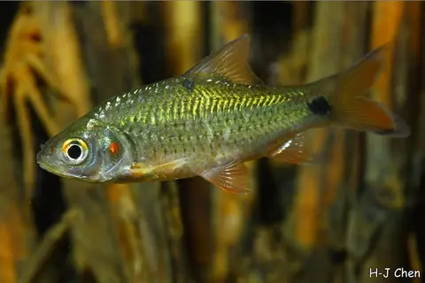 Systomus orphoides
