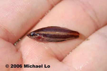 Parosphromenus harveyi